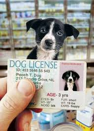 dog on a drivers license