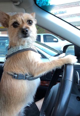 dog driving a car