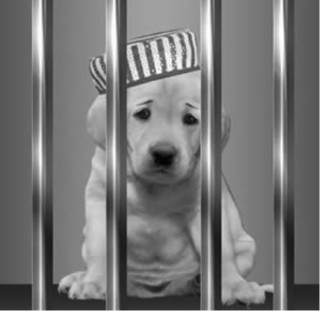 sad puppy behind bars wearing striped hat