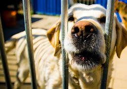 Dog behind jail bars