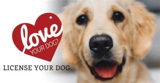 golden retriever dog with heart dog tag