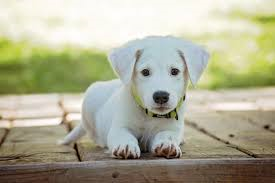 white puppy on sidewalk
