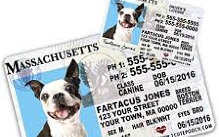 pet license