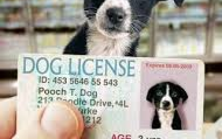 dog on a drivers license