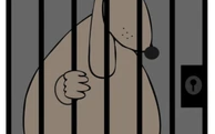 dog in jail